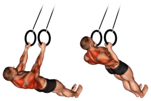 تقویت عضلات پشت با حرکت قایقی با بندهای TRX در یک برنامه تمرینات فانکشنال