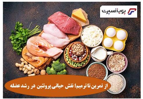 اهمیت نقش پروتئین در عضله سازی