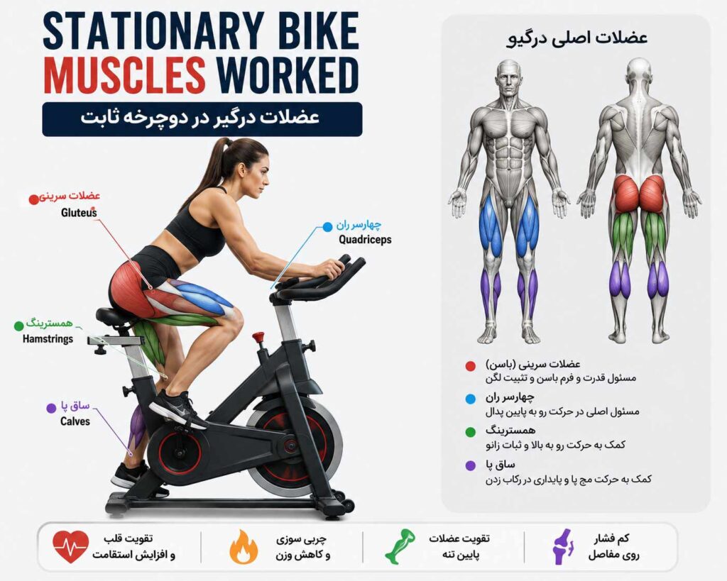 عضلات پا و باسن درگیر در تمرین دوچرخه ثابت